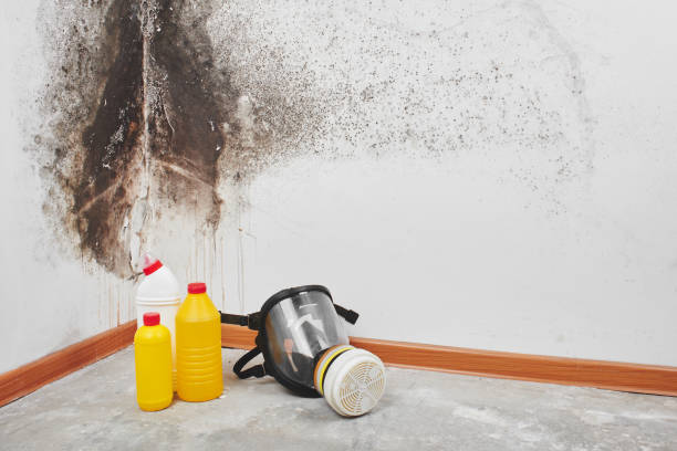 Best Commercial Mold Remediation in Orida Gulf Coast University, FL